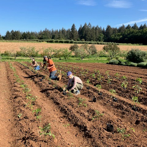 Shone Farm crew planting seedlings in rows on the agriculture field