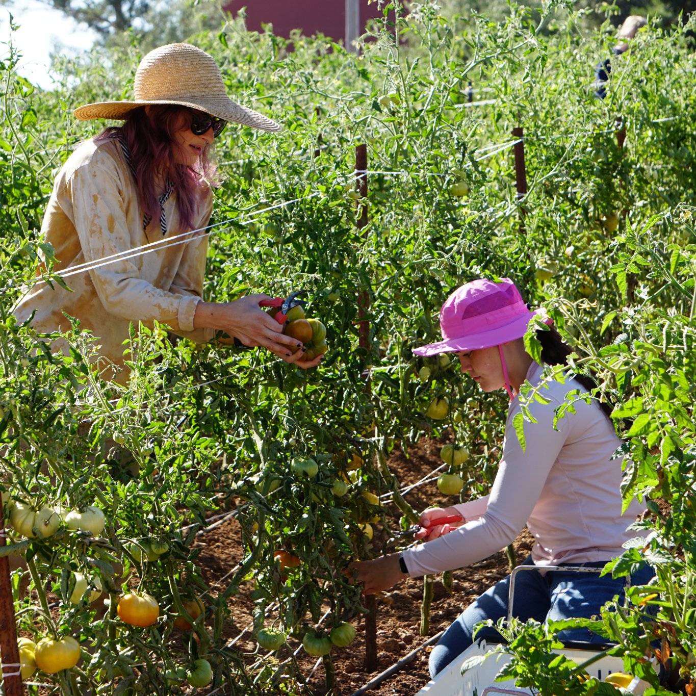 two people harvesting tomatoes at Shone Farm